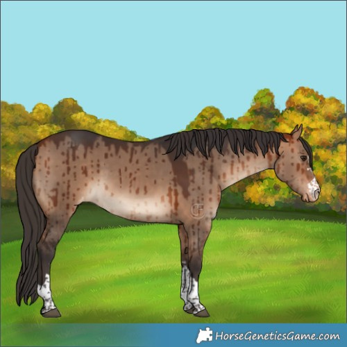 Horse Color:Bay Dun Appaloosa Brindle 