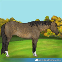 Horse Color:Buckskin Dun Brindle 