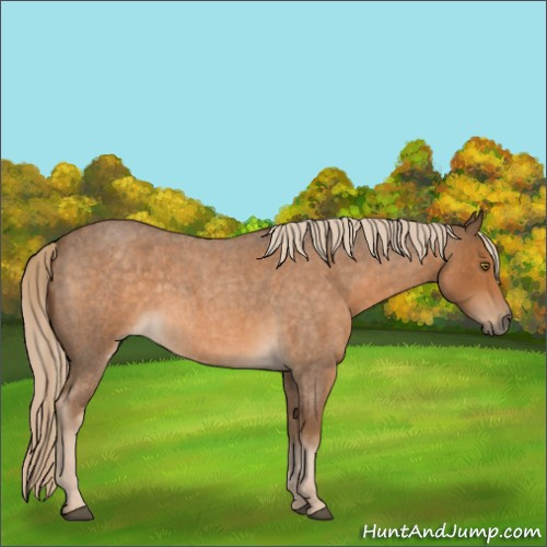 Horse Color:Chocolate Palomino Roan 