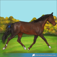 Horse Color:Liver Chestnut 