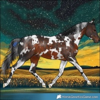 Horse Color:White Spotted Brown