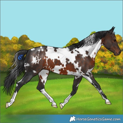 Horse Color:White Spotted Brown