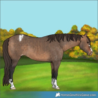 Horse Color:Bay Dun Varnish Brindle 