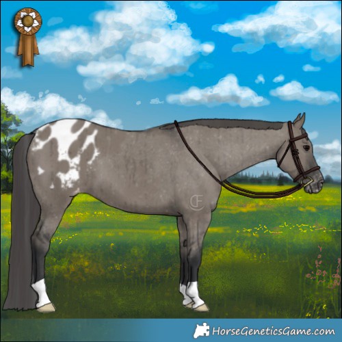 Horse Color:Grullo Appaloosa Brindle 