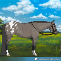 Horse Color:Grullo Appaloosa Brindle 