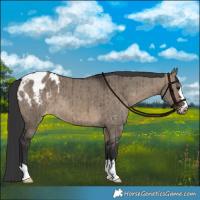 Horse Color:Brown Dun Appaloosa Brindle 