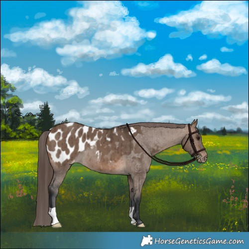 Horse Color:Brown Dun Appaloosa Brindle