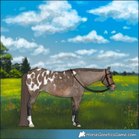 Horse Color:Brown Dun Appaloosa Brindle 