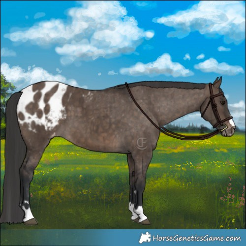 Horse Color:Brown Dun Appaloosa Brindle 