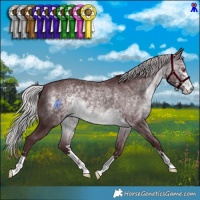 Horse Color:Chocolate Silver Brown Chinchilla 