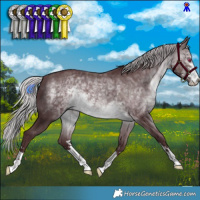 Horse Color:Chocolate Silver Brown Chinchilla 