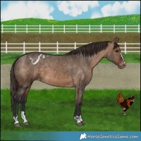 Horse Color:Brown Dun Appaloosa Brindle 