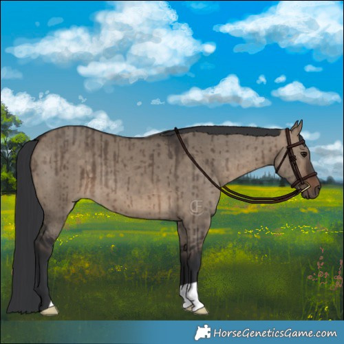 Horse Color:Brown Dun Brindle 