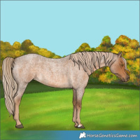Horse Color:Chocolate Palomino Roan