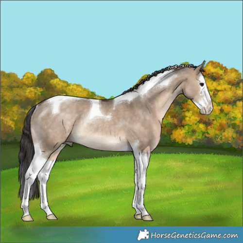 Horse Color:Brown Dun Splash Tobiano Rabicano 