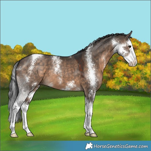 Horse Color:Brown Dun Sabino Splash 