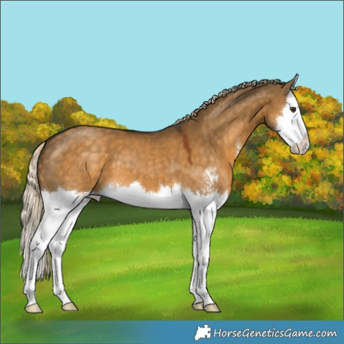 Horse Color:Chocolate Palomino Dun Sabino Splash 