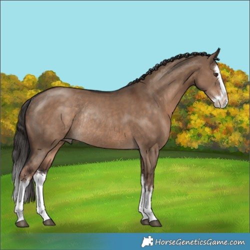 Horse Color:Liver Red Dun Splash Rabicano 