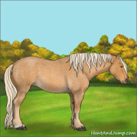 Horse Color:Palomino Roan