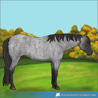 Horse Color:Smoky Blue Roan 