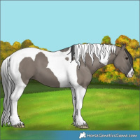 Horse Color:Grullo Tobiano 