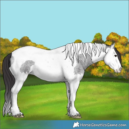 Horse Color:Smoky Blue Roan Splash Tobiano