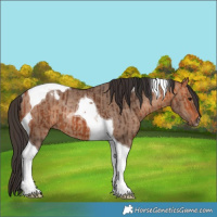 Horse Color:Bay Tobiano  and Bay Dun Tobiano Rabicano 