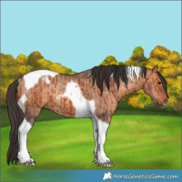 Horse Color:Bay Tobiano and Bay Dun Tobiano Rabicano