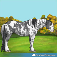 Horse Color:White Spotted Black Sabino 