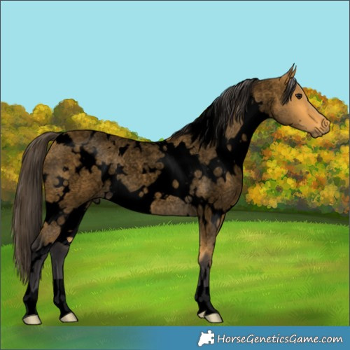 Horse Color:Void White Spotted Buckskin Roan 