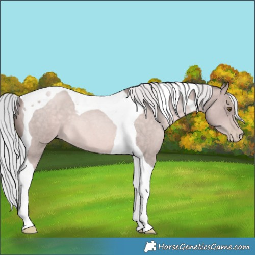 Horse Color:Platinum Silver Brown Roan Pearl Tobiano 