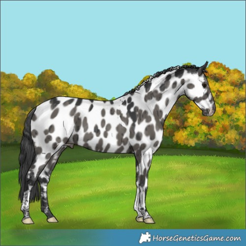 Horse Color:Grullo Tobiano Appaloosa Brindle 