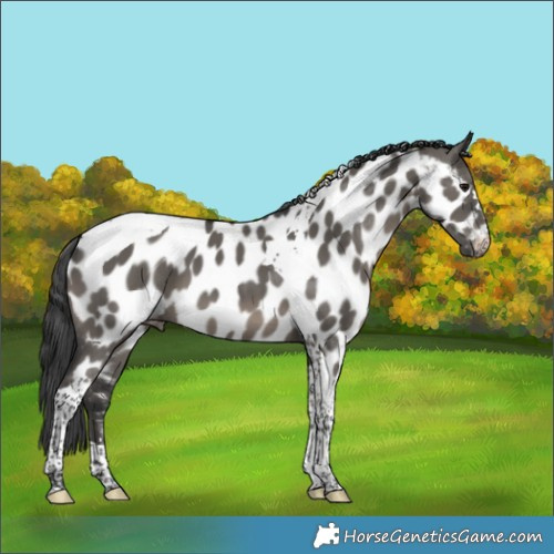 Horse Color:Grullo Tobiano Appaloosa 