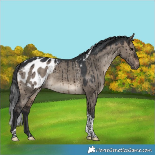 Horse Color:Brown Dun Tobiano Appaloosa Brindle 