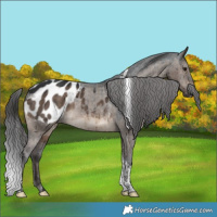 Horse Color:Brown Dun Tobiano Blanket Brindle
