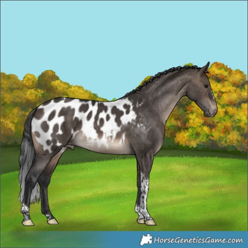 Horse Color:Brown Dun Tobiano Appaloosa 