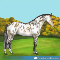 Horse Color:Buckskin Dun Tobiano Near Leopard Brindle 