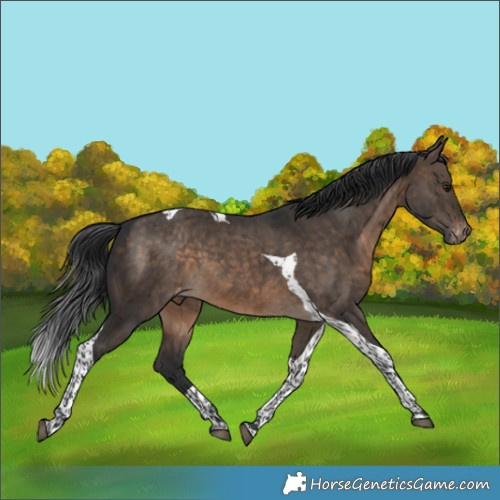 Horse Color:Brown Dun Tobiano Appaloosa Brindle 