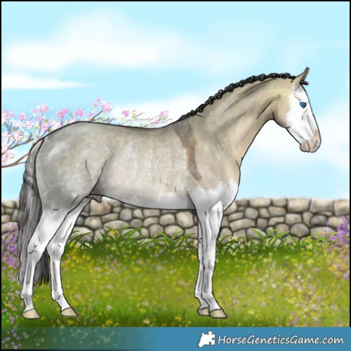 Horse Color:Bay Ice Dun Splash Rabicano 