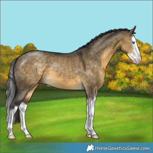 Horse Color:Buckskin Dun Splash 