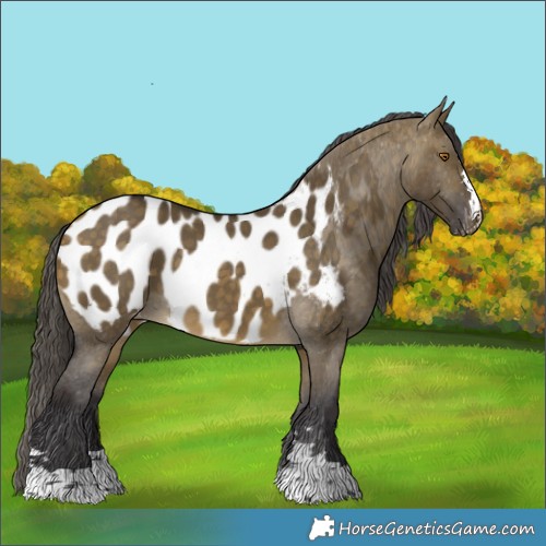 Horse Color:Buckskin Dun Appaloosa 
