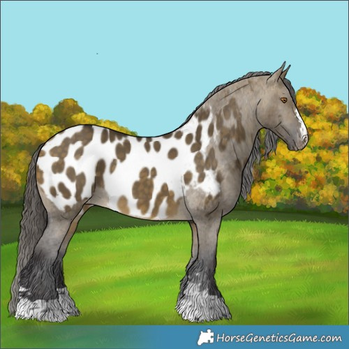 Horse Color:Buckskin Dun Near Leopard 