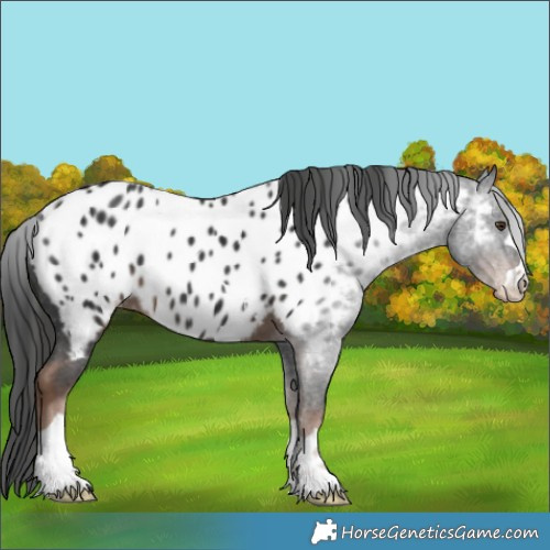 Horse Color:Liver Chestnut Appaloosa 