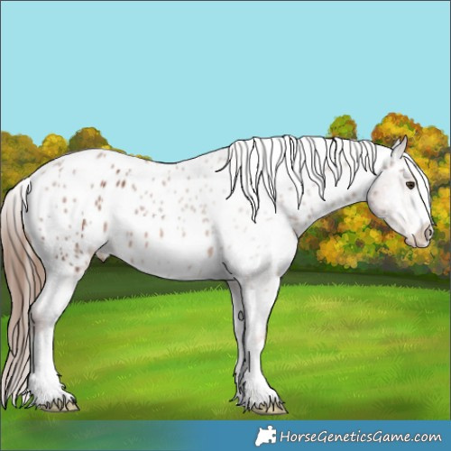 Horse Color:Chestnut Appaloosa 