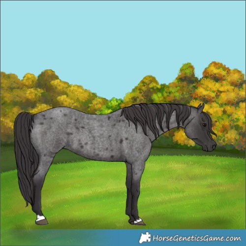 Horse Color:Smoky Blue Roan 