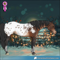 Horse Color:Brown Tobiano Appaloosa 