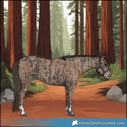 Horse Color:Black  and Classic Champagne 