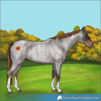 Horse Color:White Spotted Liver Red Roan 