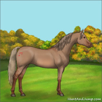 Horse Color:Red Dun 