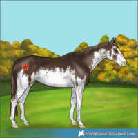 Horse Color:White Spotted Liver Chestnut 